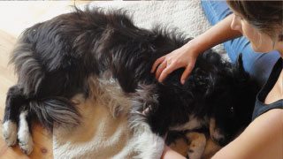 Shiatsu Behandlung bei einem Hund